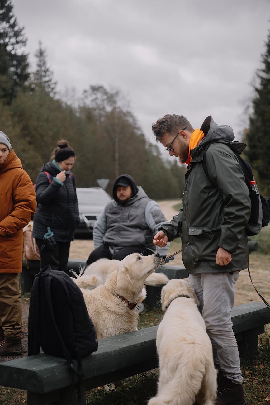 hiking gear for dogs