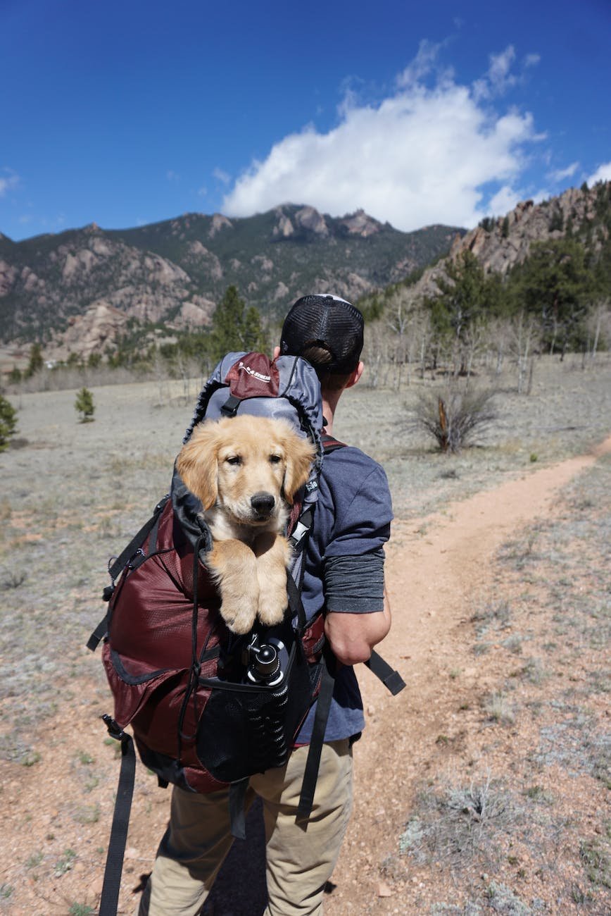 dog travel essentials