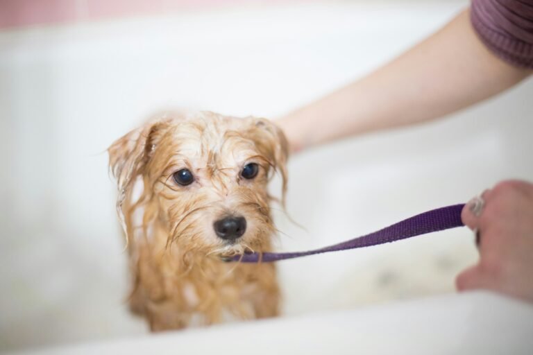 Beginner’s Guide To Dog Grooming